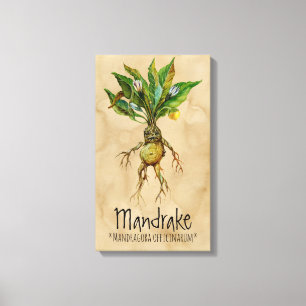 Magical Plants Mandrake 1 12.84'' x 21.93'' Canvas Print