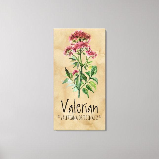 Magical Plants Valerian 21.29'' x 42.05'' Canvas Print (Front)