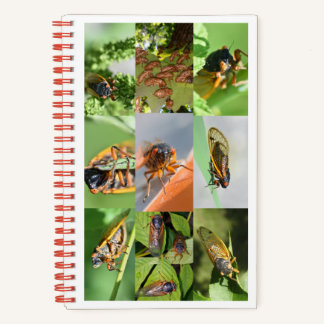 Magicicada Cicada Notebook for 2024