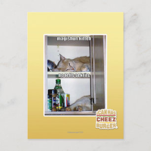 Magishun Kitteh Postcard