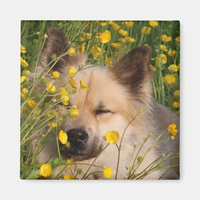 Magneet Magnet (Front)