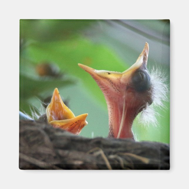 Magnet - American Robin Babies (Front)