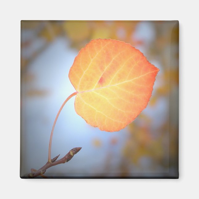 Magnet-Aspen Leaf Magnet (Front)