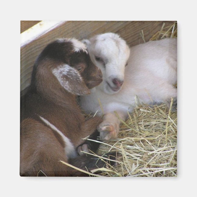 Magnet ~ Baby Goat :: Love (Front)