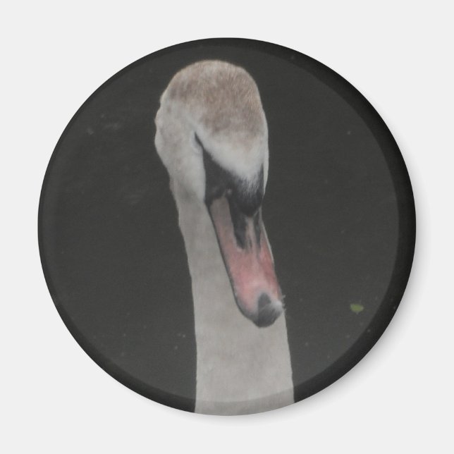 Magnet Baby Swan Face (Front)