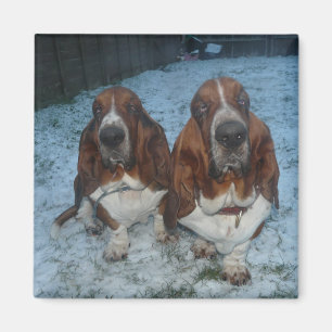 Magnet Basset Hound Brothers