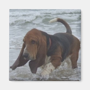 Magnet Basset Hound By The Sea