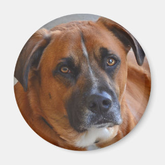 magnet - Baxter