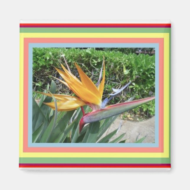 Magnet-Bird of Paradise Magnet (Front)