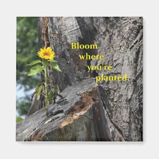 magnet - bloom where you're planted