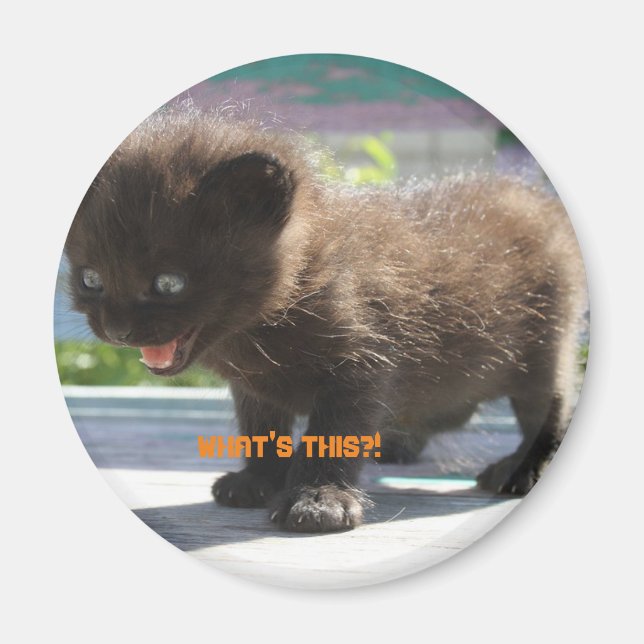 Magnet Cat's horror (Front)