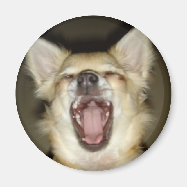 magnet chihuahua personal photo (Front)