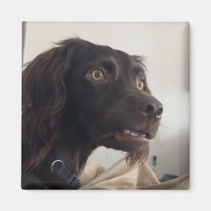 Magnet Confused Dog Meme