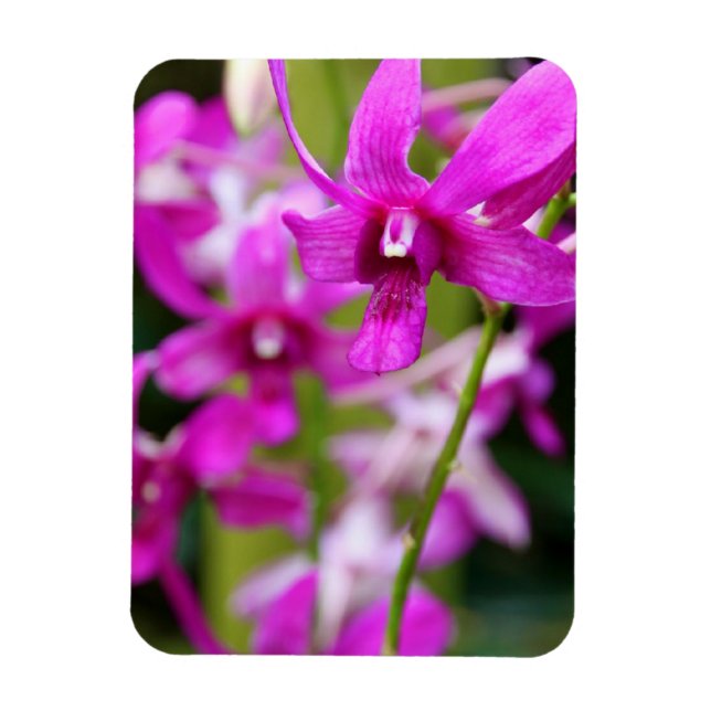 Magnet - Cooktown Orchid (Vertical)