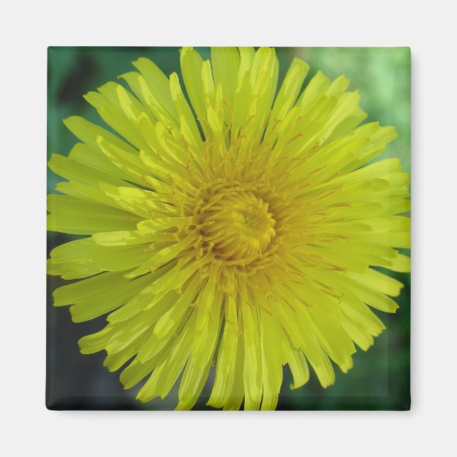 Magnet - Dandelion (Front)