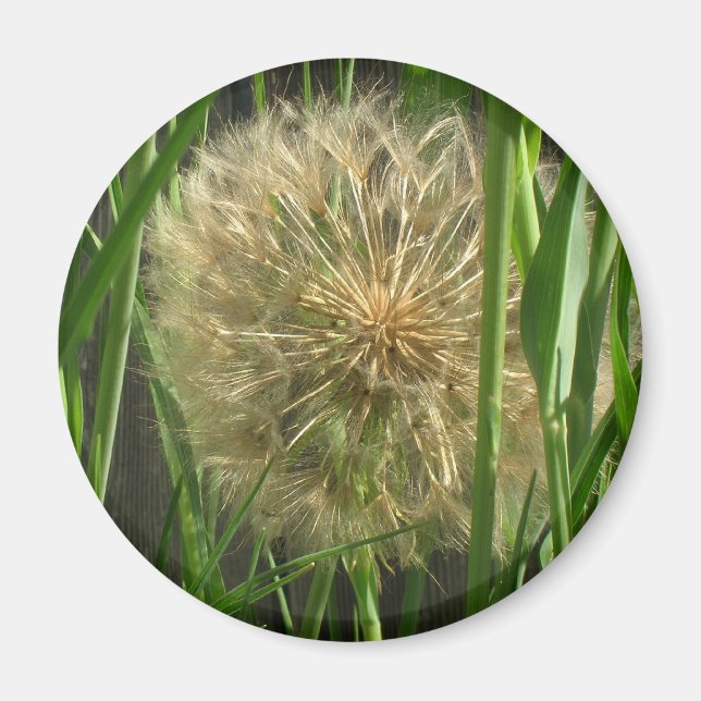 Magnet – Dandelion Puff Ball (Front)