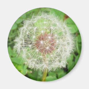 Magnet - Dandelion Seed Ball