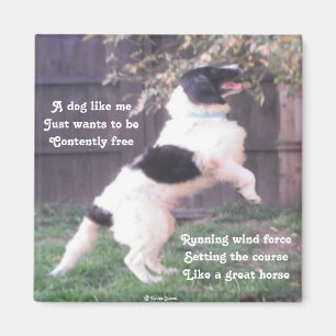 Magnet Dog Horse Poem By Ladee Basset