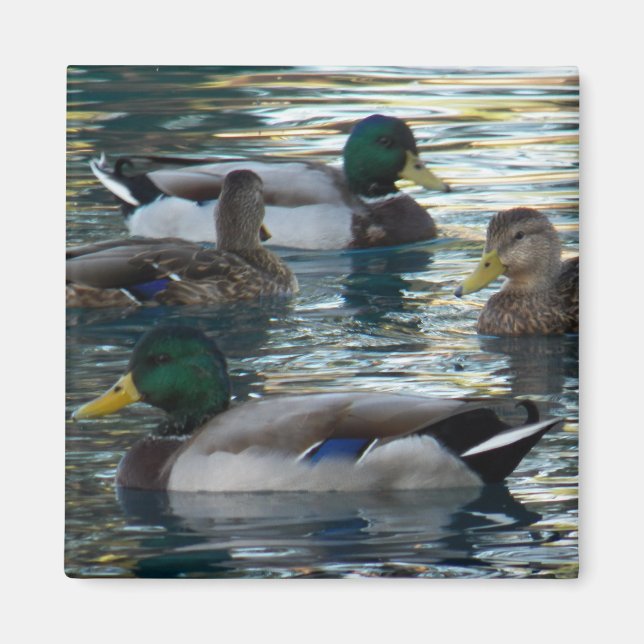 Magnet - Duck, Duck, Duck, Duck (Front)
