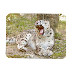 Magnet flexible Photo cat snow leopard , animals.