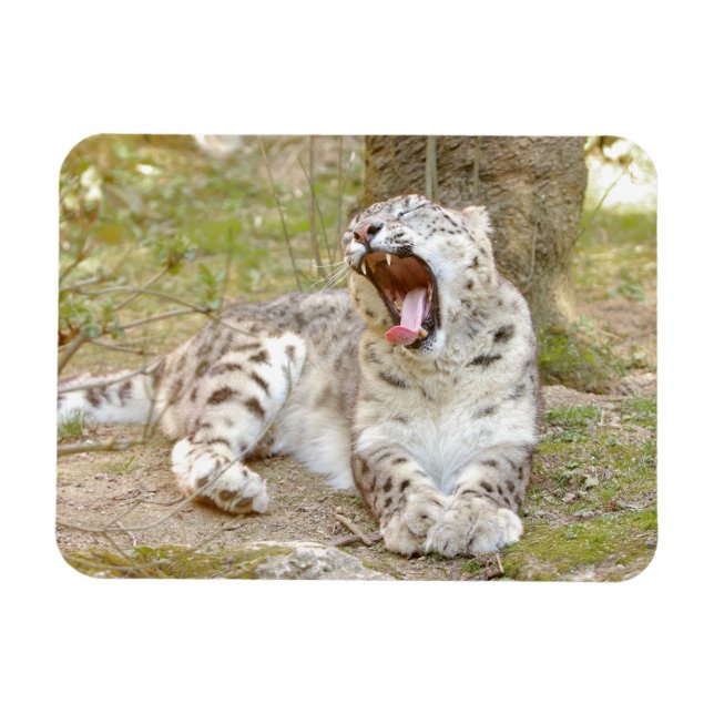 Magnet flexible Photo cat snow leopard , animals. (Horizontal)