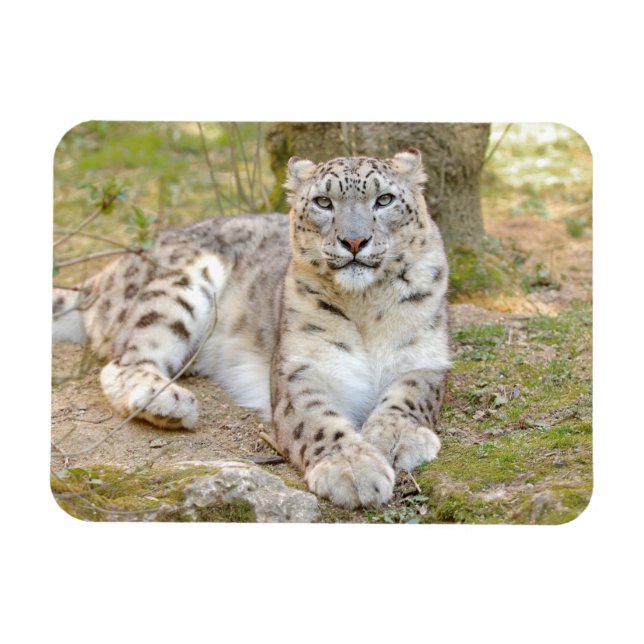Magnet flexible Photo cat snow leopard , animals. (Horizontal)