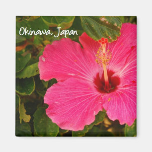 magnet flower