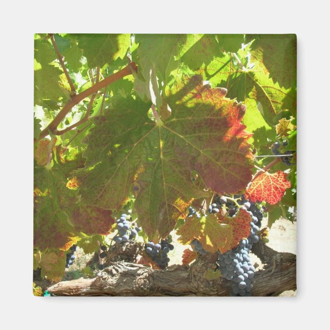 Magnet - Grape Vine (Front)