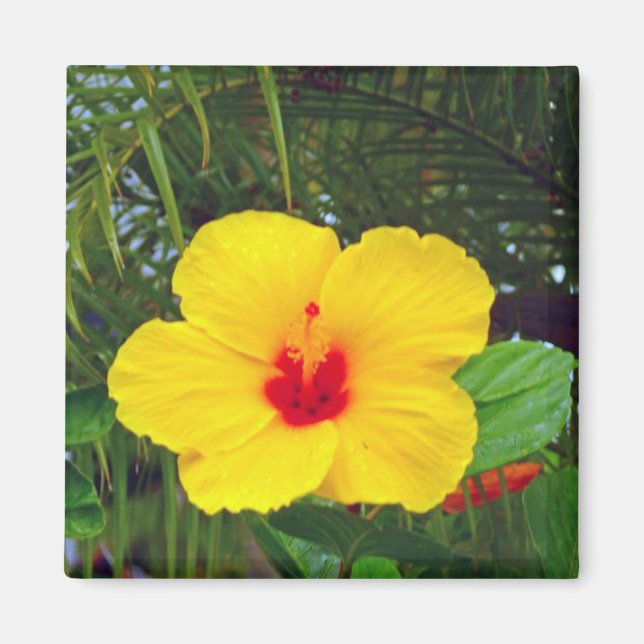 Magnet, Hawaiian Yellow Hibiscus Magnet (Front)