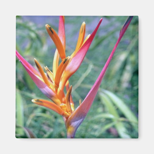 MAGNET - Hibiscus Flower (Front)