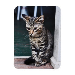 Magnet: Kitten Magnet
