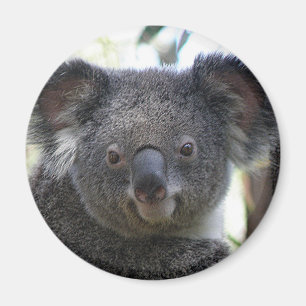 Magnet Koala Australia Photo ZIZZAGO