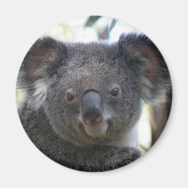 Magnet Koala Australia Photo ZIZZAGO (Front)