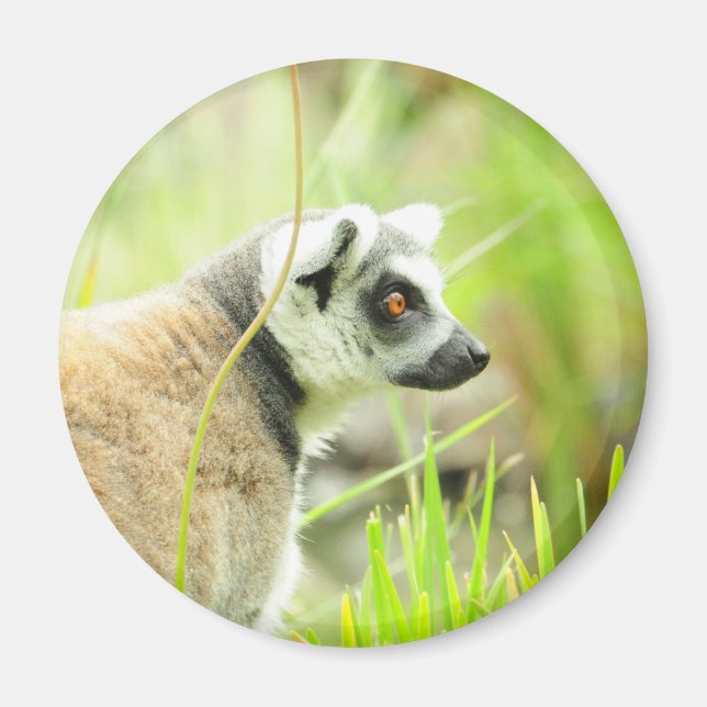 Magnet -Lemur- Ring Tailed (Front)