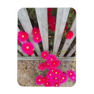 Magnet loud pink daisys