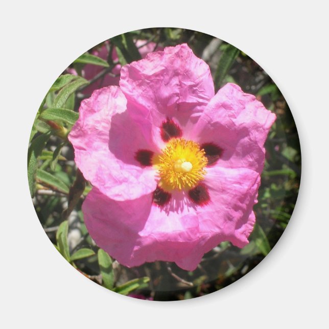 Magnet - Mexican Rock Rose (Front)