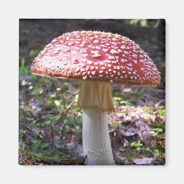 Magnet-Mushroom Magnet (Front)