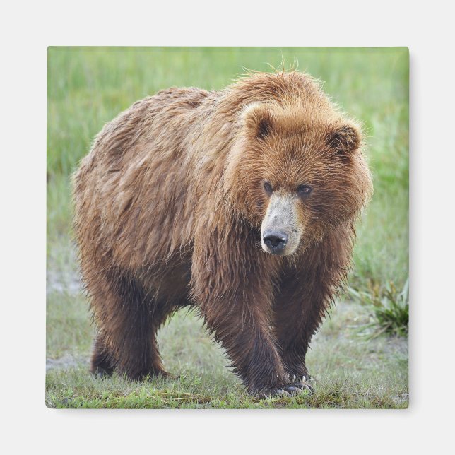 Magnet OF GRIZZLY BEAR (Front)