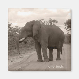Magnet_OneTusk_Tribute_Kariba Magnet
