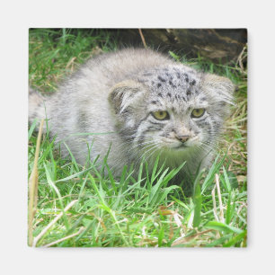 Magnet - Pallas's cat