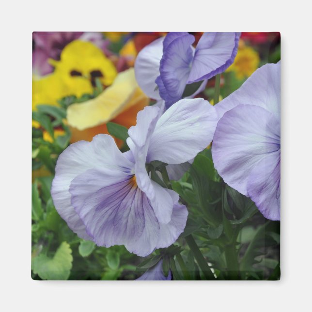 Magnet: pansies magnet (Front)