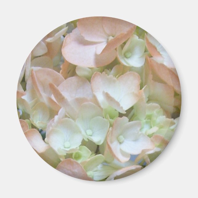 Magnet - Peach Hydrangea (Front)