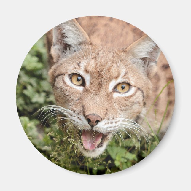 Magnet Photo lynx , animals 2. magnet (Front)