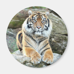 Magnet Photo tiger , animals 0214.