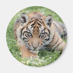 Magnet Photo tiger , animals 2. magnet