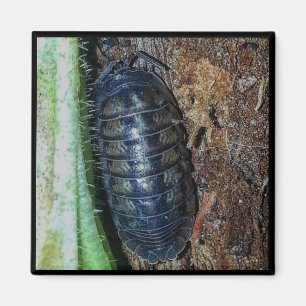 Magnet - Pill Bug (photo)