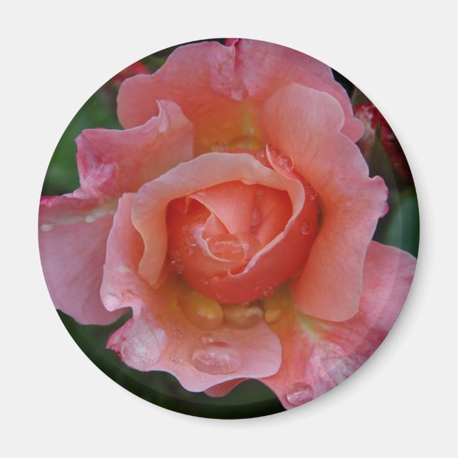 Magnet - Pink Rose (Front)
