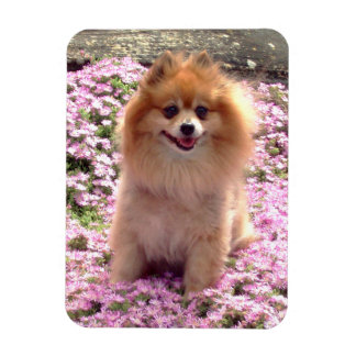 Magnet | Pomeranian with Pink Flowers