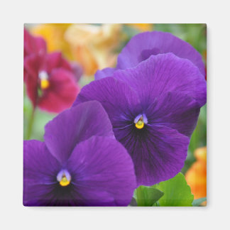 Magnet: Purple Pansies Magnet