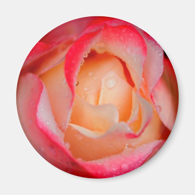 Magnet - Red & White Rose (Front)